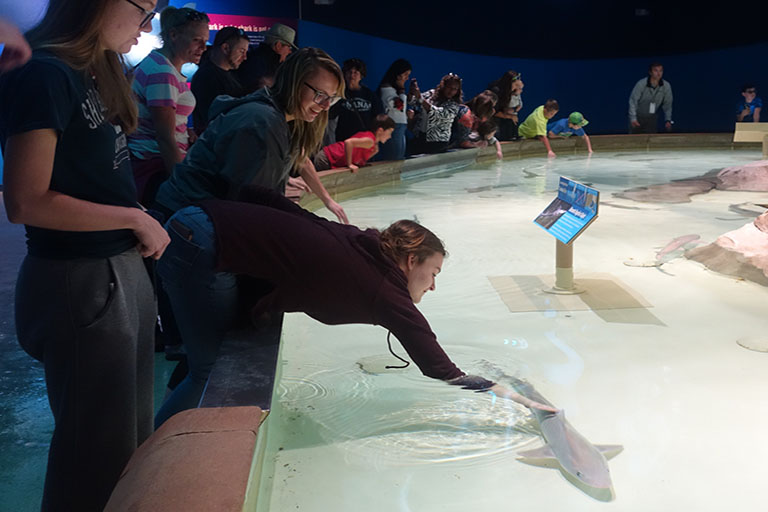 A student pets a shark at the zoo.
